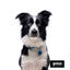 Gotoo collar de malla transpirable turquesa para perros, , large indicador imagen numero 5