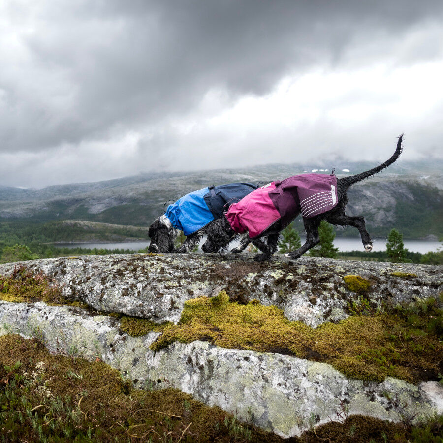 Non-stop dogwear Fjord Chubasquero Impermeable Azul para perros thumbnail