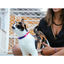 Zee Cat Prisma Collar para gatos, , large indicador imagen numero 2