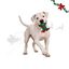 Wonder Christmas Pulpo L&aacute;tex Juguete para perros, , large indicador imagen numero 1