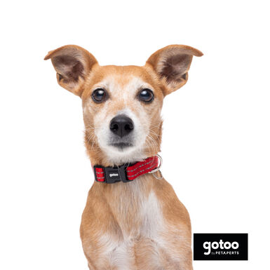Gotoo Collar de nylon reflectante rojo para perro