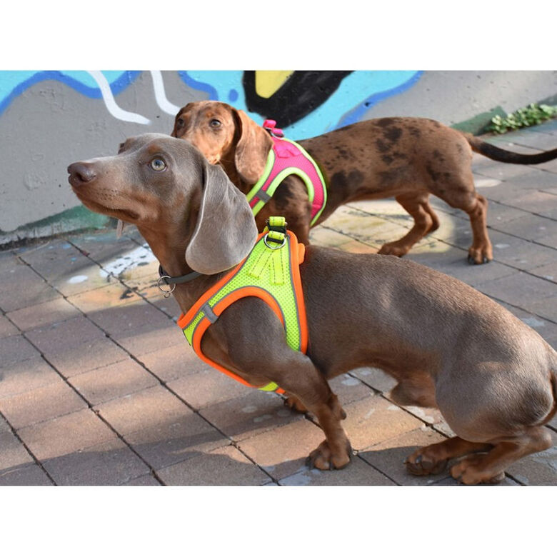 Nayeco X-TRM Neo Amarillo arnés para perros thumbnail