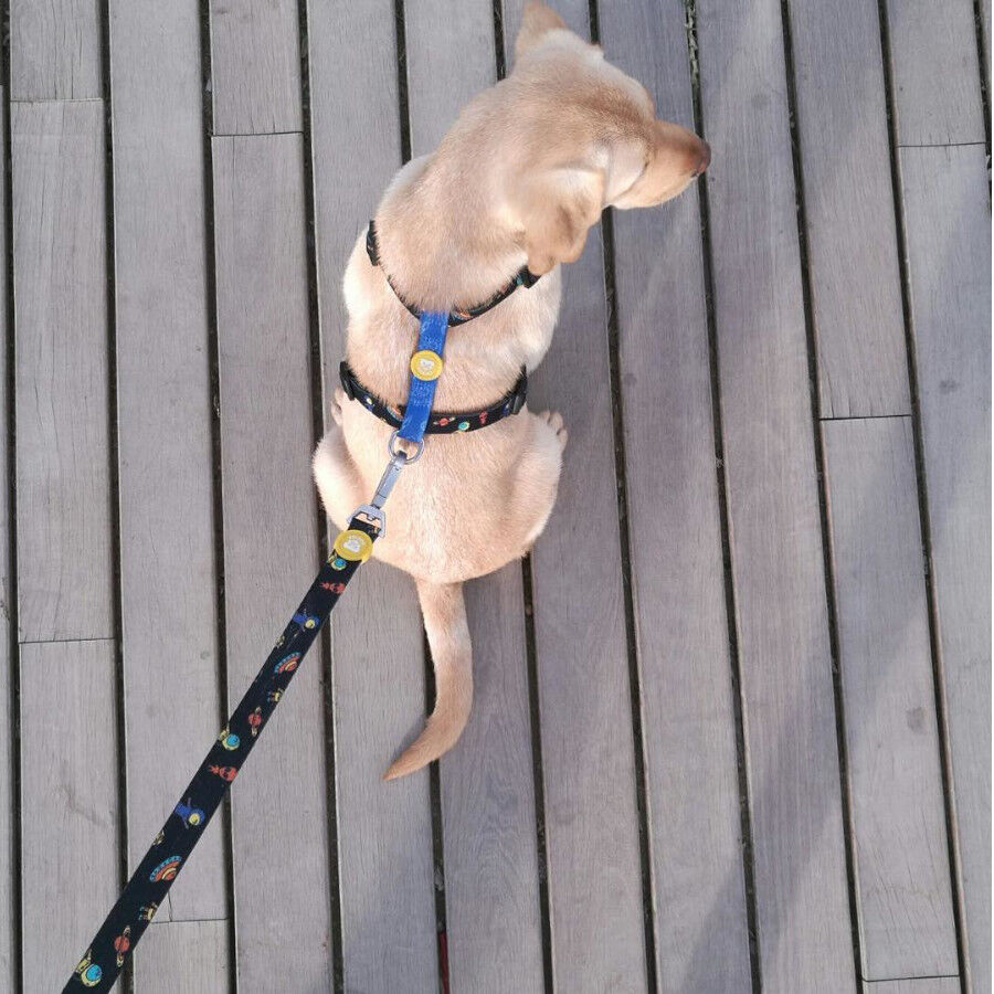 Dukier Space Arn&eacute;s Cl&aacute;sico Estampado Espacial para perros, , large Imagen numero 2