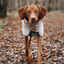 Non-stop Dogwear Chubasquero Impermeable Gris para perros, , large indicador imagen numero 3