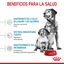 15 kg Royal Canin Medium Starter Mother&Baby pienso para perros, , large indicador imagen numero 6