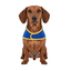 Gotoo Chaqueta Azul con Bolsillo para perros, , large indicador imagen numero 7