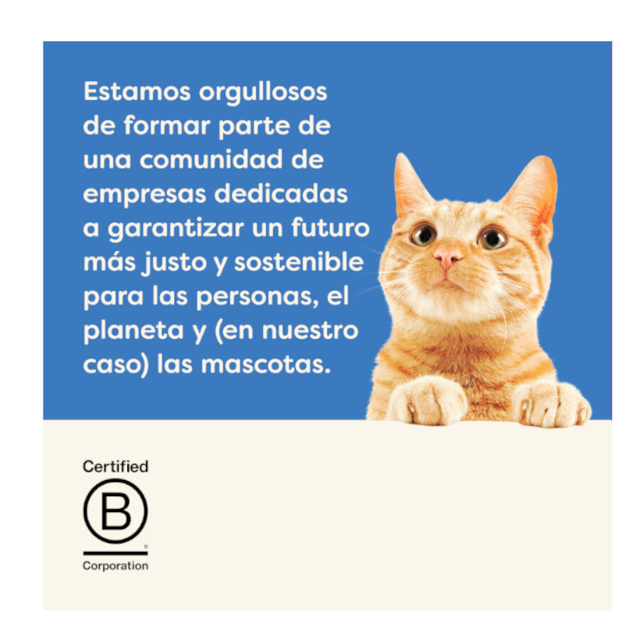 12 sobres x 70 g Applaws Selecci&oacute;n de Pescado sobre para gatos - Multipack, , large Imagen numero 5