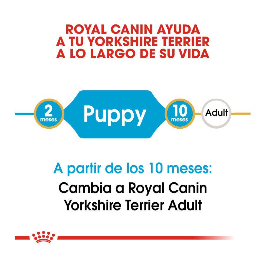 7.5 kg Royal Canin Puppy Yorkshire Terrier pienso para cachorros, , large Imagen numero 6