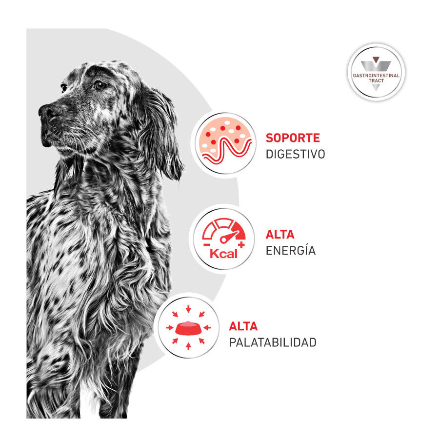 400 g Royal Canin Veterinary Diet Gastrointestinal lata para perros  , , large Imagen numero 5
