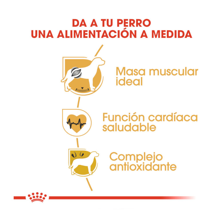Royal Canin Adult Boxer pienso para perros thumbnail