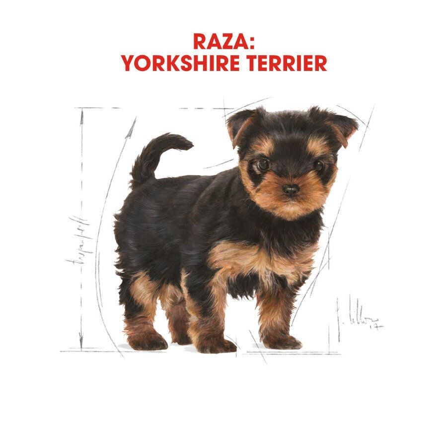 7.5 kg Royal Canin Puppy Yorkshire Terrier pienso para cachorros, , large Imagen numero 3