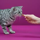 Whiskas Temptations Snacks Salmón para Gatos, , large image number null
