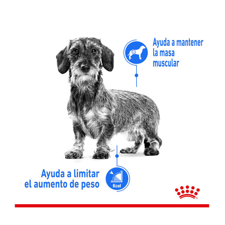Royal Canin Mini Light Weight Care pienso para perros thumbnail