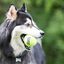 Kong SqueakAir Pelotas de Tennis para perros -Pack 6, , large indicador imagen numero 3