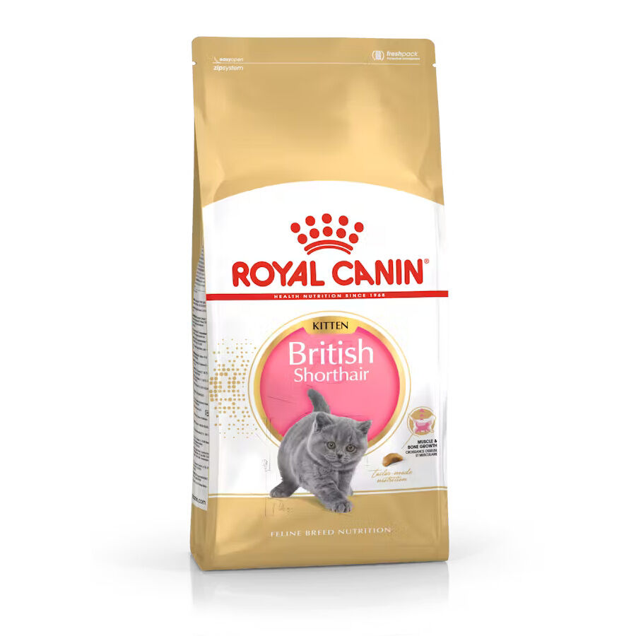 Royal Canin British Shorthair Kitten pienso para gatos
