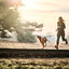 Non-stop Dogwear Cintur&oacute;n Canicross Negro para perros, , large indicador imagen numero 3