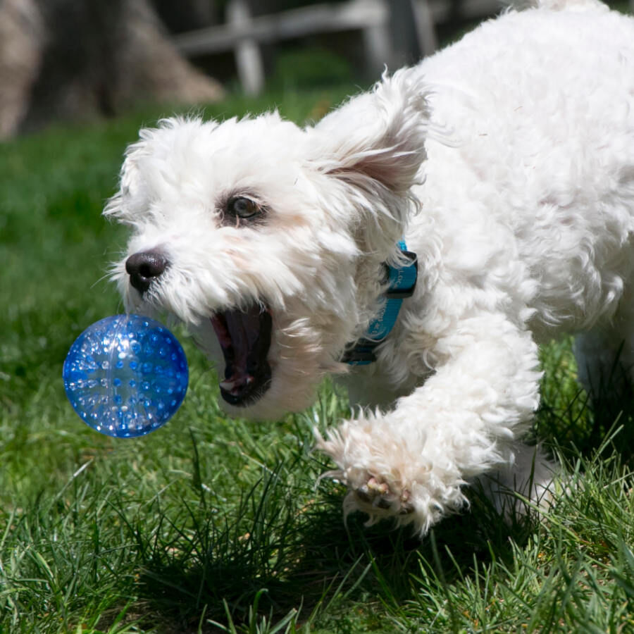 Kong Squeezz Geodz Pelota con Sonido para perros, , large Imagen numero 2