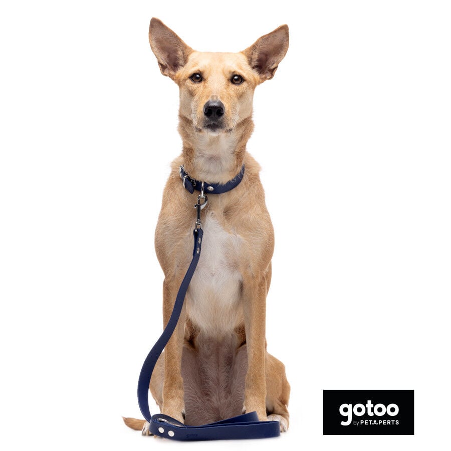 Gotoo Correa Biothane azul para perros, , large Imagen numero 3