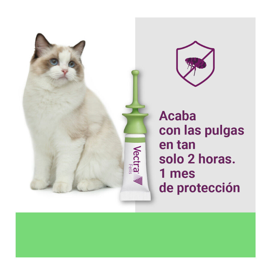 Vectra Felis Pipetas Antiparasitarias para gatos thumbnail