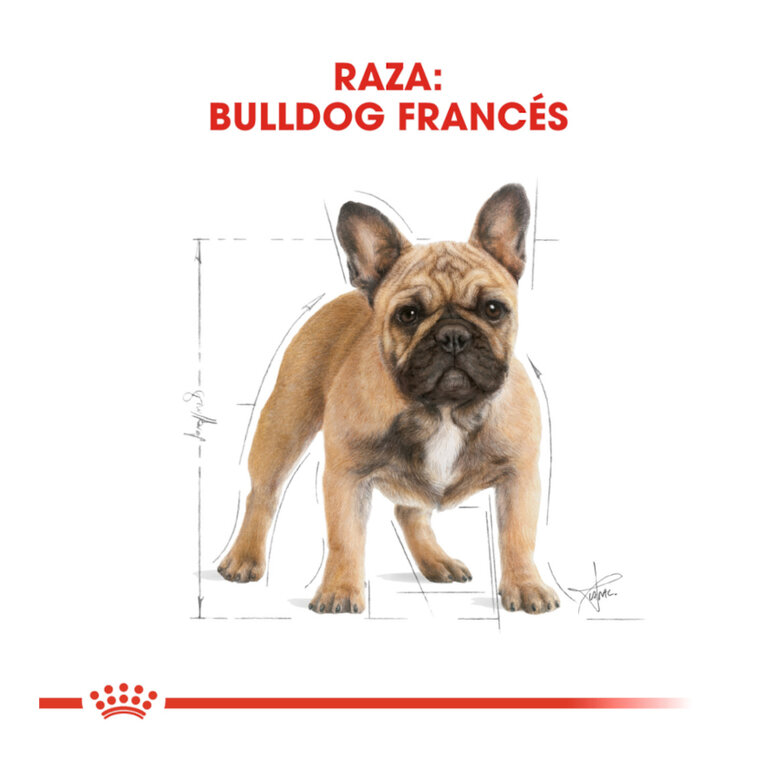 3 kg Royal Canin French Bulldog Adult pienso para perros,  Imagen numero 4 3 kg Royal Canin French Bulldog Adult pienso para perros, , large Imagen numero 4