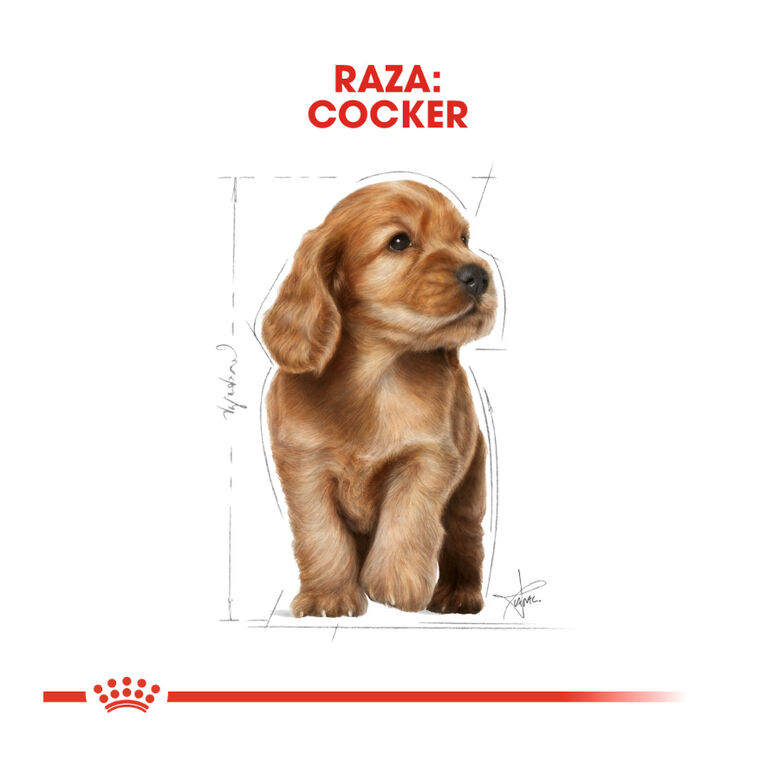 Royal Canin Puppy Cocker pienso para perros thumbnail