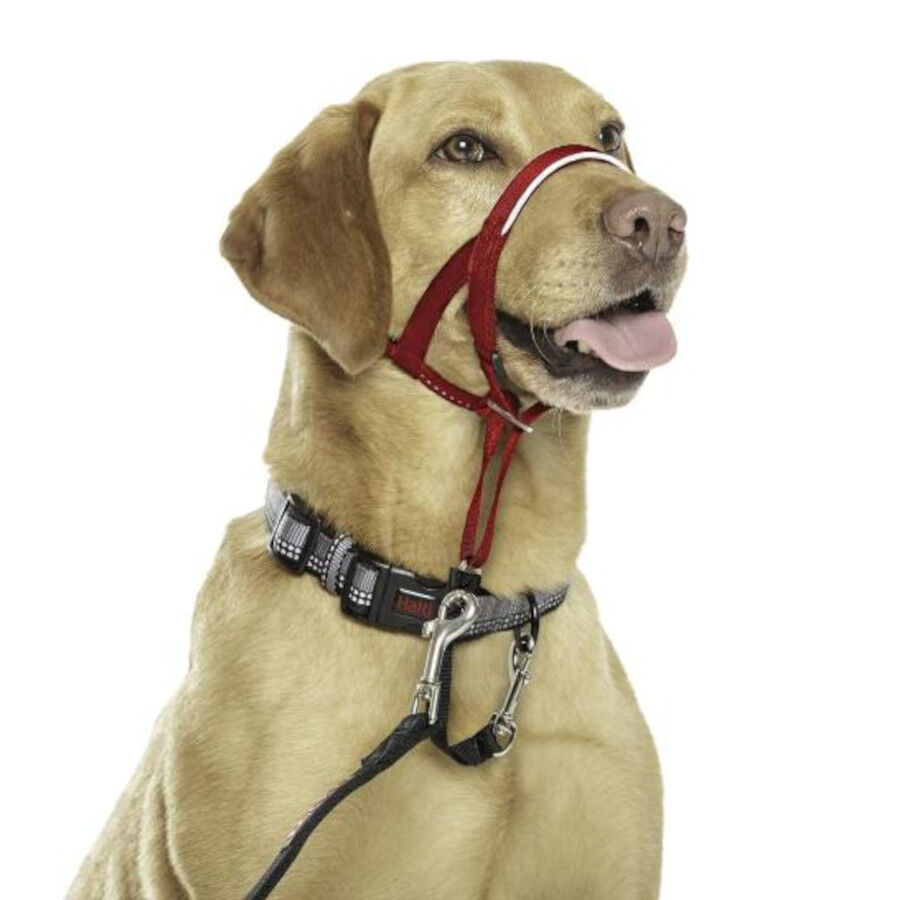 Halti collar antitirones con bozal rojo para perros, , large Imagen numero 2