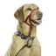 Halti collar antitirones con bozal rojo para perros, , large indicador imagen numero 2