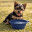 Gotoo Comedero Plegable y Port&aacute;til de Silicona Azul para perros y gatos, , large indicador imagen numero 1