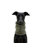Gotoo Bufanda Polar Verde para perros, , large indicador imagen numero 7