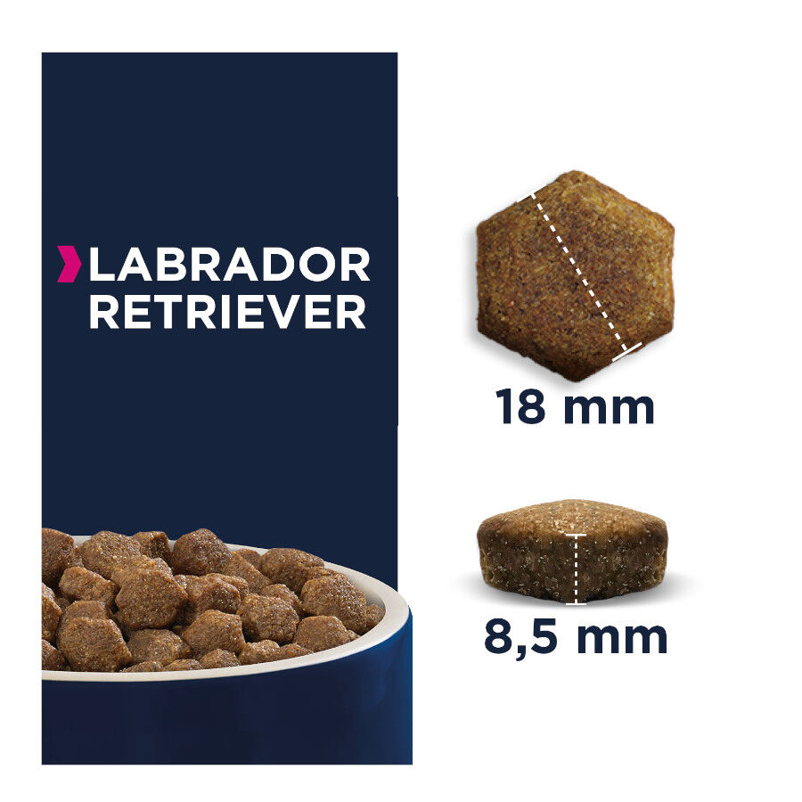 Eukanuba Adult Labrador Retriever pienso para perros thumbnail