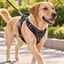 Dog Copenhagen Comfort Walk Pro Arn&eacute;s Negro para perros, , large indicador imagen numero 1