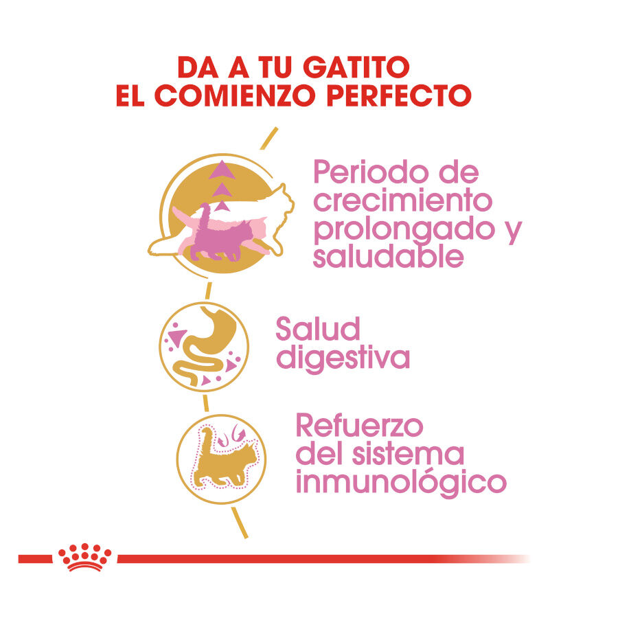 Royal Canin Kitten Maine Coon pienso para gatos thumbnail