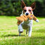 Kong Scrunch Knots Ardilla de peluche para perros, , large indicador imagen numero 2