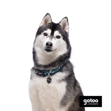 Gotoo Collar estampado verde para perros