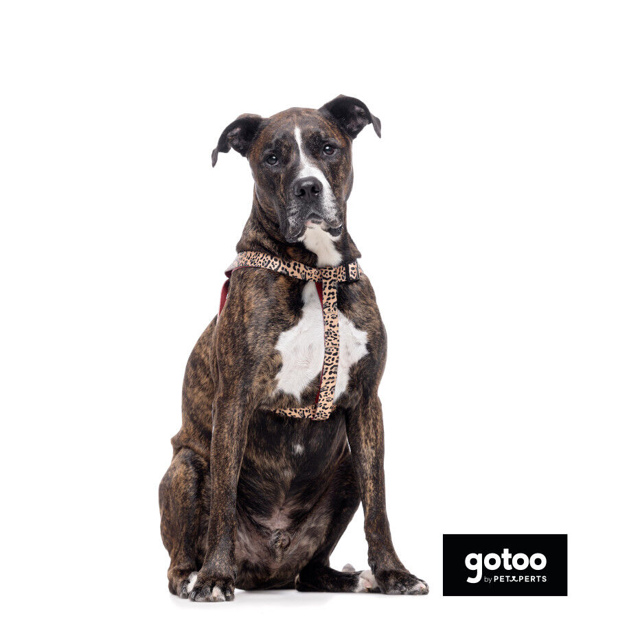 Gotoo Arnés estampado leopardo para perros thumbnail