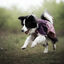 Non-stop Dogwear Chubasquero Impermeable Malva para perros, , large indicador imagen numero 3