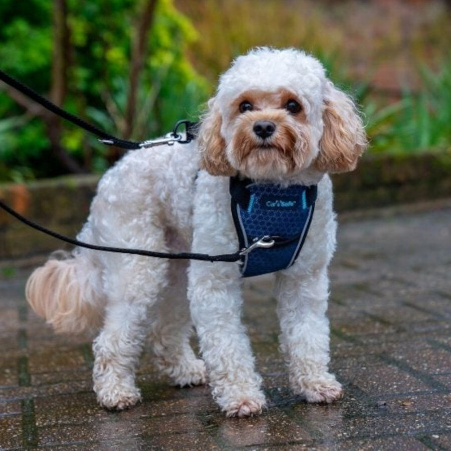 CarSafe arn&eacute;s para cintur&oacute;n de seguridad de coche para perros, , large Imagen numero 3