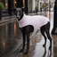 Gotoo Abrigo Lila para perros, , large indicador imagen numero 1