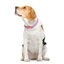 Dukier Collar Estampado Princesas para perros1 indicador imagen numero 2