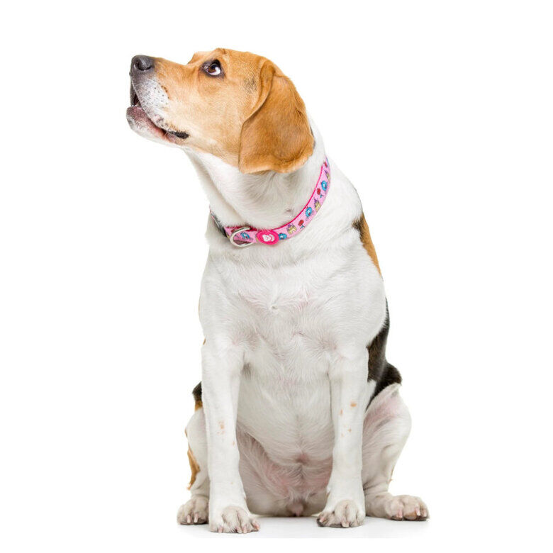 Dukier Collar Estampado Princesas para perros thumbnail