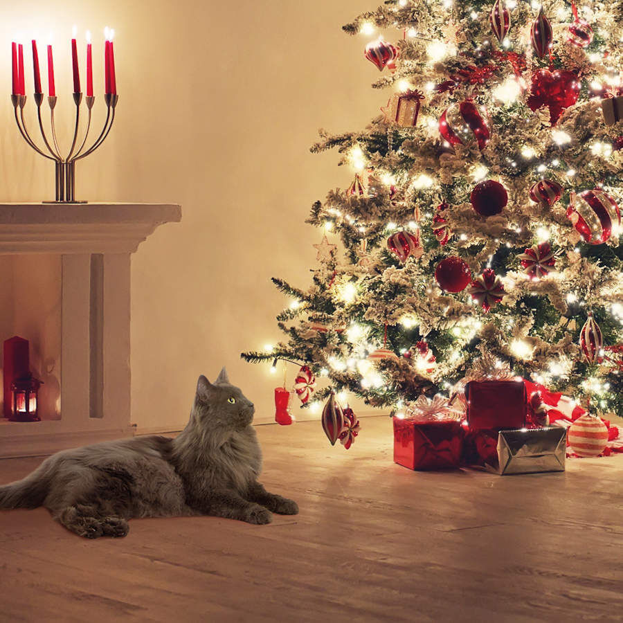 Beaphar Catcomfort Collar de feromonas relajante para gatos, , large Imagen numero 4