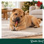1 pack x 10 uds. Wonder Christmas Twist Trenzados Snacks para perros, , large indicador imagen numero 2