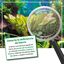 Arka Plants FE Fertilizante de Hierro para acuarios, , large indicador imagen numero 4