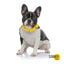 Summer Vibes Bandana refrescante para perros, , large indicador imagen numero 2