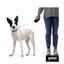 Gotoo Correa extensible negra para perros, , large indicador imagen numero 3