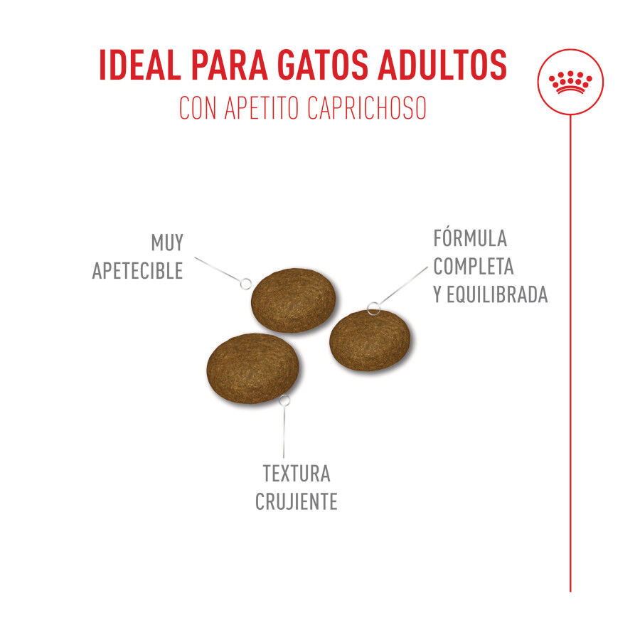 Royal Canin Fussy Exigent Pienso para gatos thumbnail