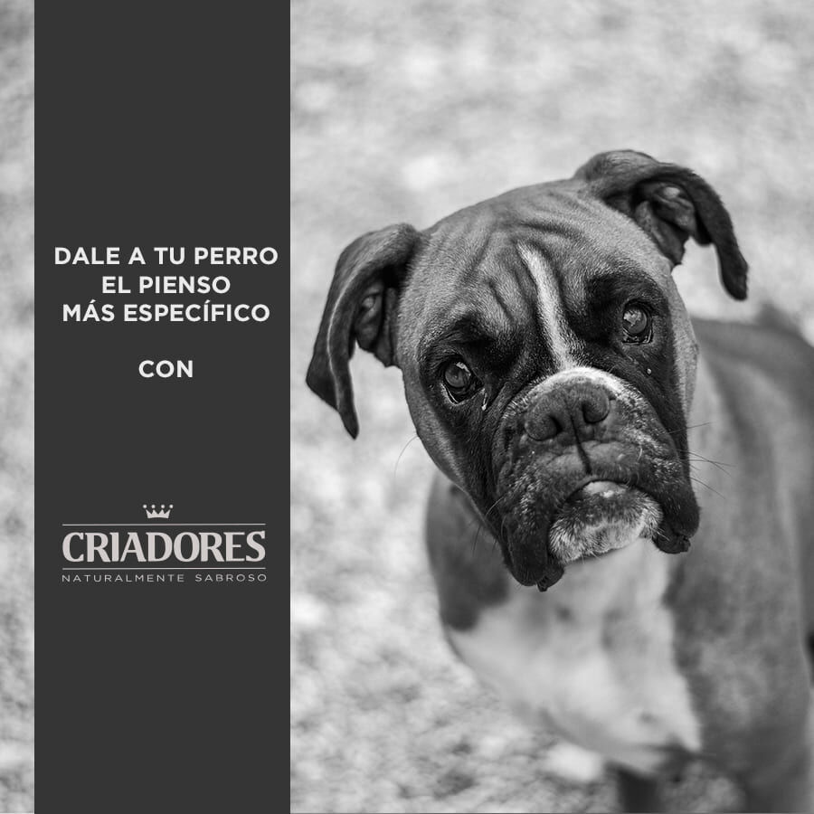 12 kg Criadores Adulto Grain Free Pavo pienso para perros de raza mediana y grande, , large Imagen numero 4