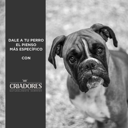 Criadores Adulto Grain Free Pavo pienso para perros de raza mediana y grande, , large image number null