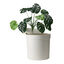 Nova Clean Planter Arenero para gatos, , large indicador imagen numero 2