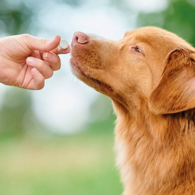 Beaphar Vermipure Repelente Interno Natural en comprimidos para perros medianos y grandes,  Imagen numero 6 Beaphar Vermipure Repelente Interno Natural en comprimidos para perros medianos y grandes, , large Imagen numero 6